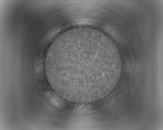 X0000068720824200605051431