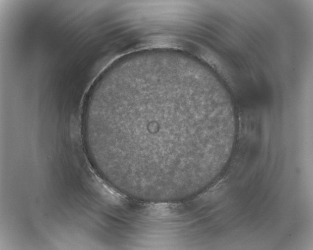 X0000068720828200605051431