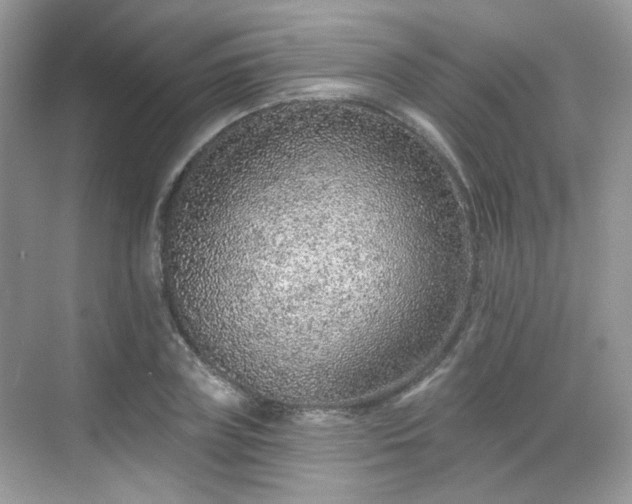 X0000068720835200605051431