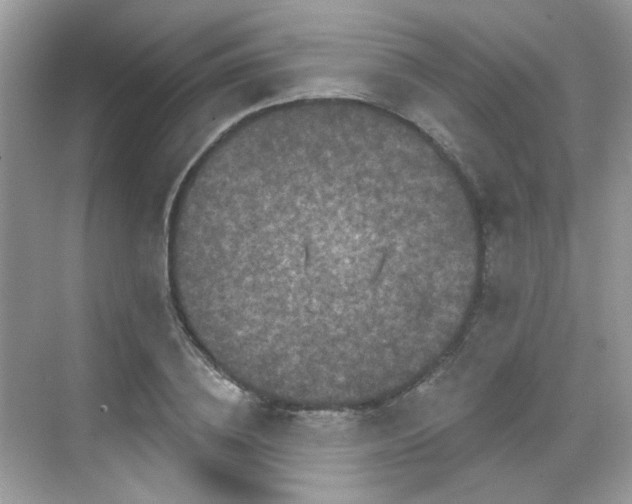 X0000068720836200605051431