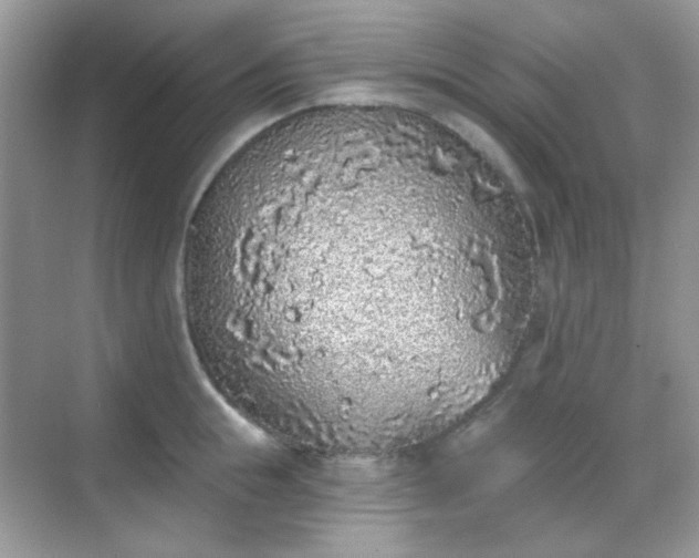 X0000068720855200605051431