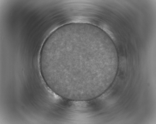 X0000068720856200605051431