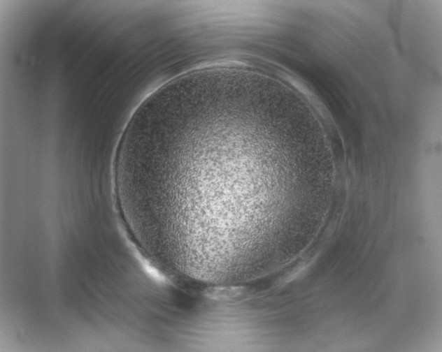 X0000068720858200605051431