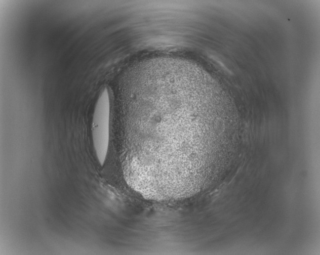 X0000068720917200605051429