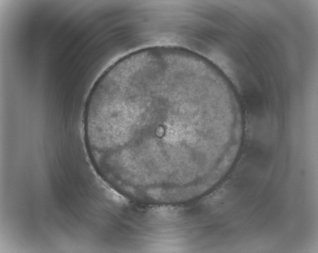 X0000068720950200605051429