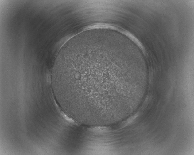 X0000068720953200605051430