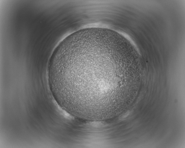 X0000068720998200605051428