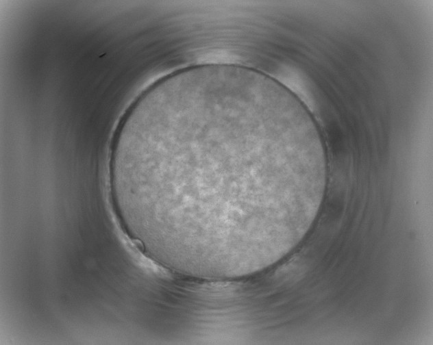 X0000068721000200605051428