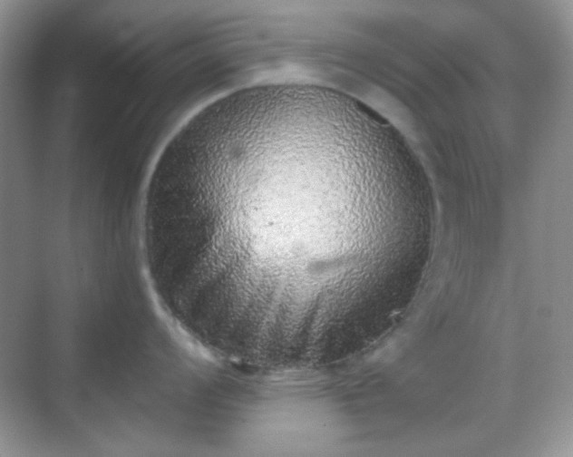 X0000068721008200605051428