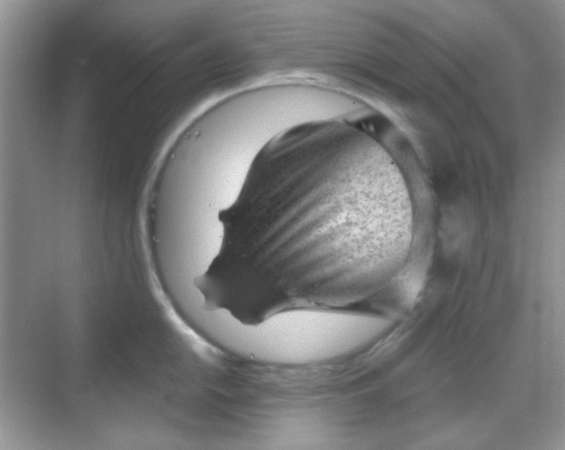 X0000068721054200605051428