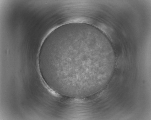 X0000068721086200605051427