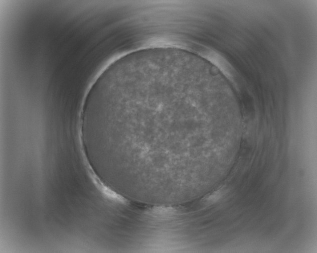 X0000068721094200605051427