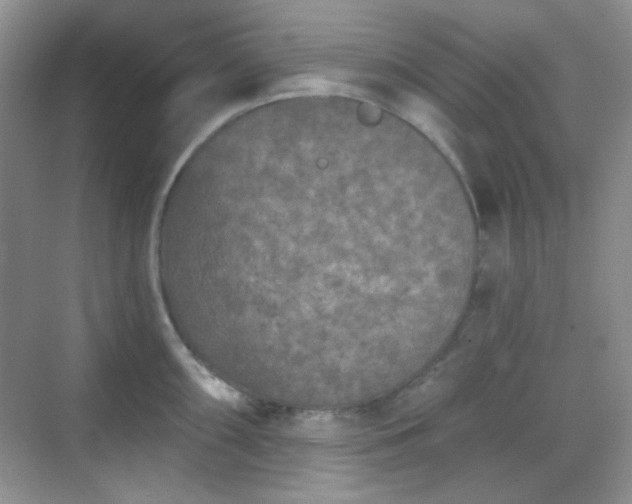 X0000068721098200605051426