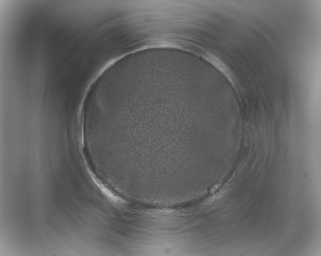 X0000068721127200605051426