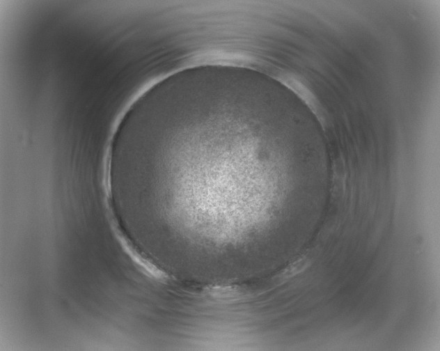 X0000068721128200605051426