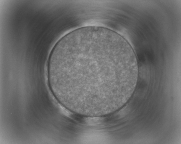 X0000068721150200605051426