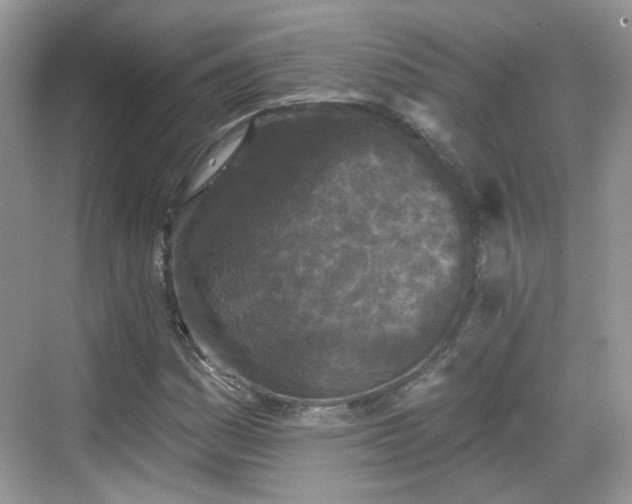 X0000068721161200605051425