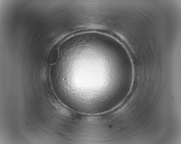 X0000068721163200605051425