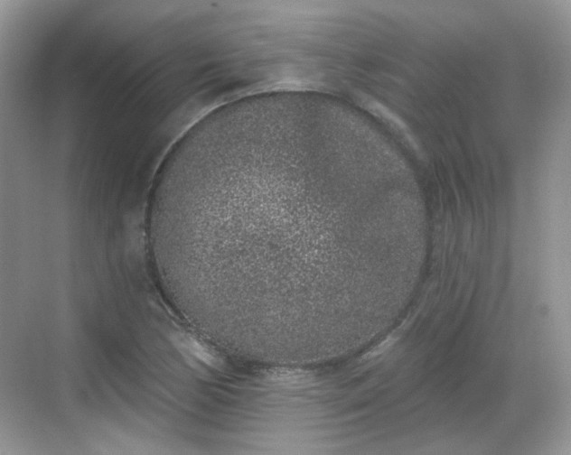 X0000068721170200605051425