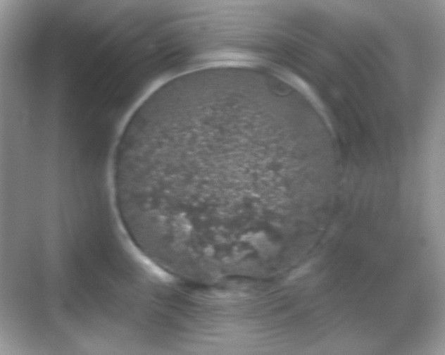 X0000068721243200605051425