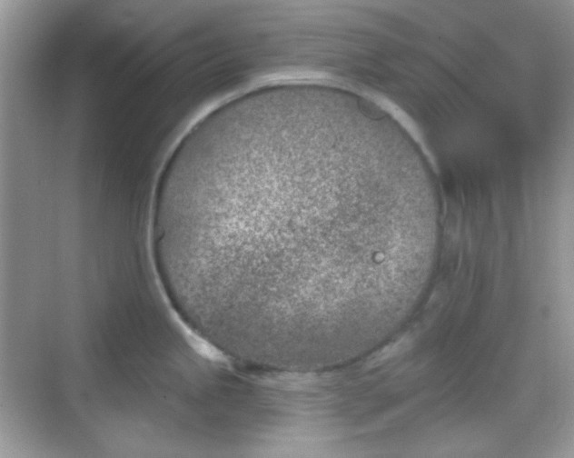 X0000068721245200605051425