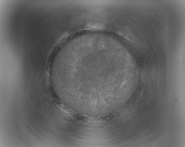 X0000068721254200605051424