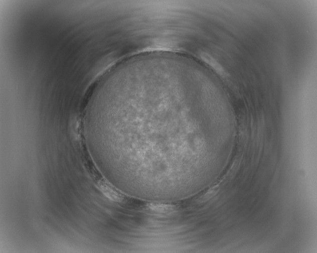 X0000068721258200605051424