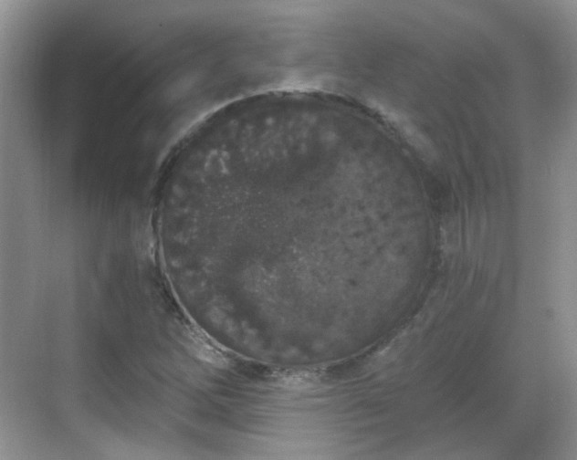 X0000068721262200605051424