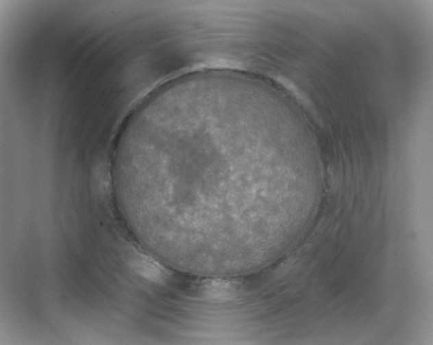 X0000068721266200605051424