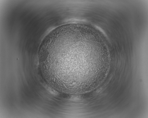 X0000068721267200605051424