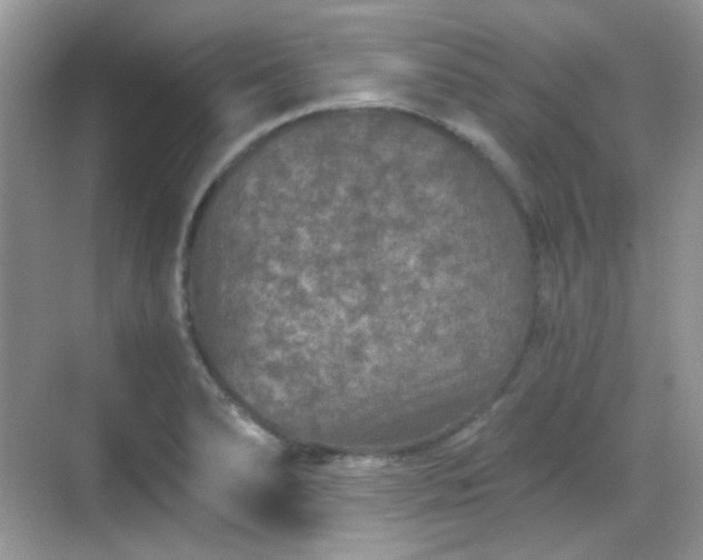 X0000068721278200605051423