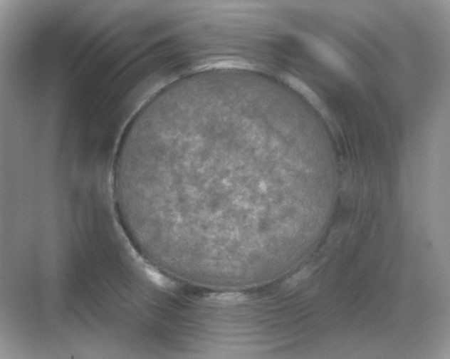 X0000068721282200605051423