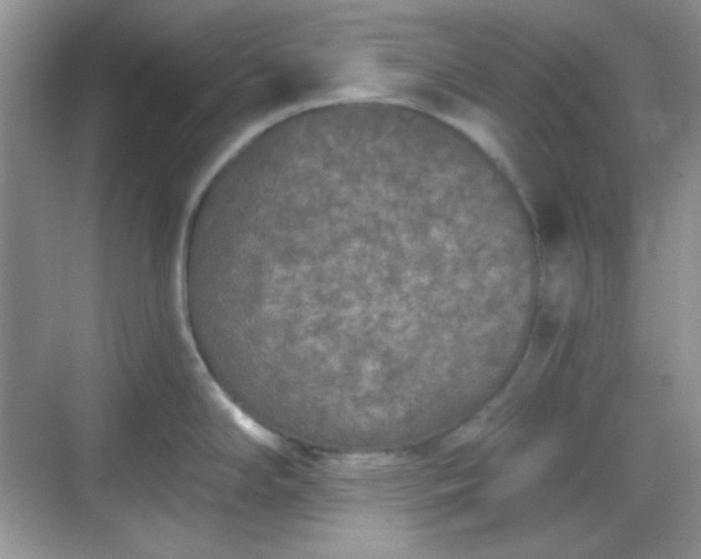 X0000068721294200605051423