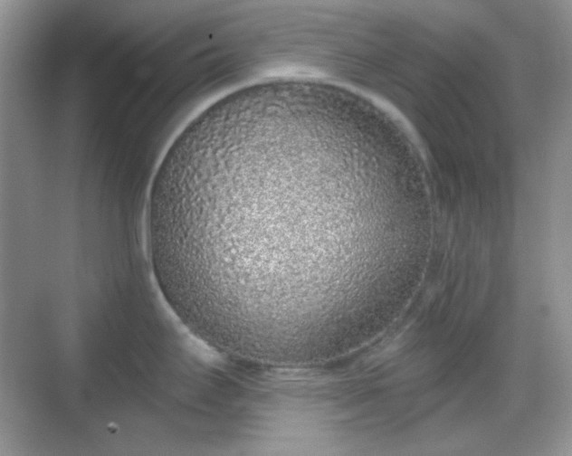 X0000068721295200605051423