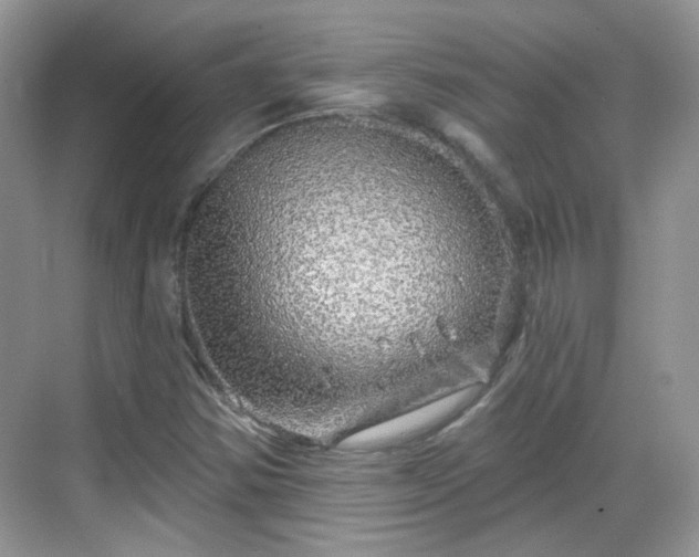 X0000068721354200605051422