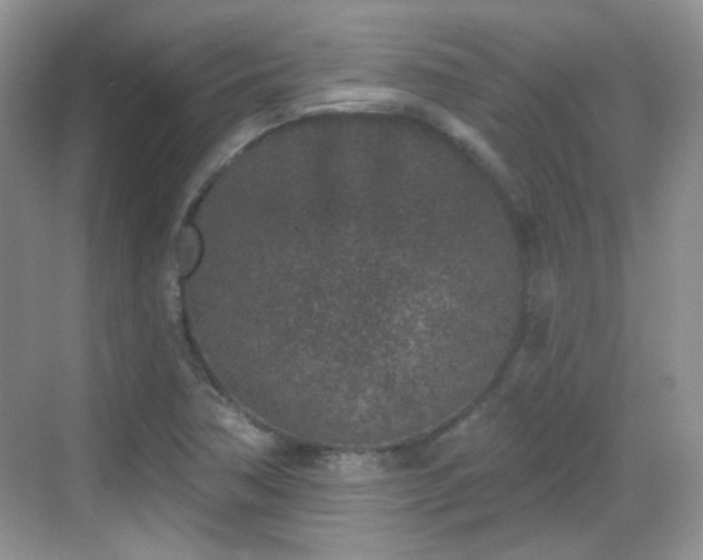 X0000068721362200605051422