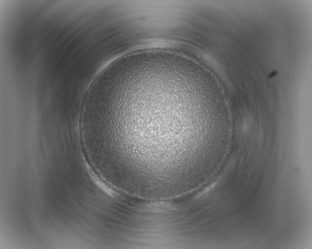 X0000068721417200605051421