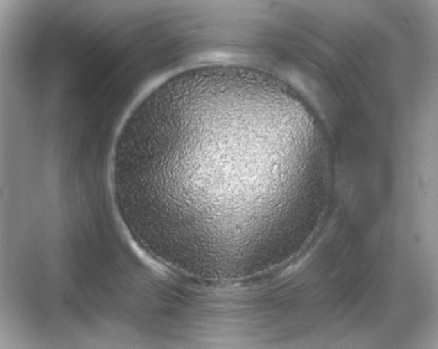 X0000068721421200605051421