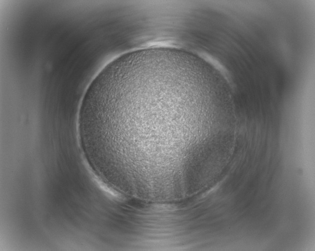 X0000068721423200605051421