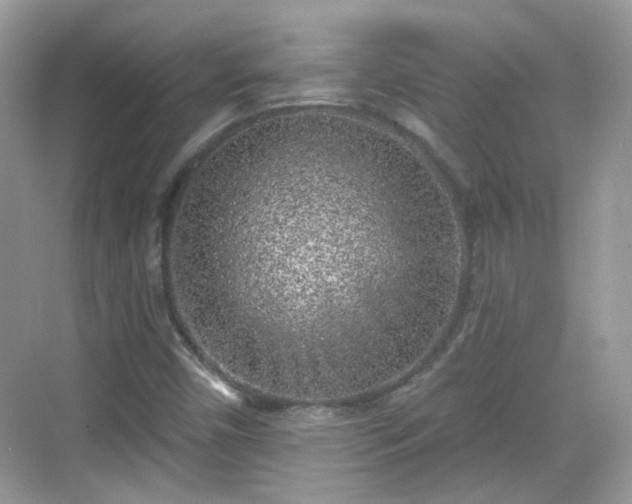 X0000068721450200605051421