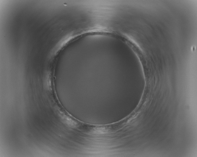 X0000068721455200605051420