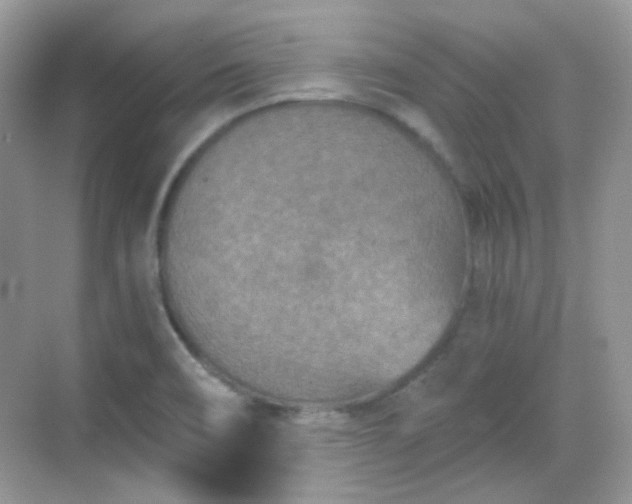 X0000068721466200605051420