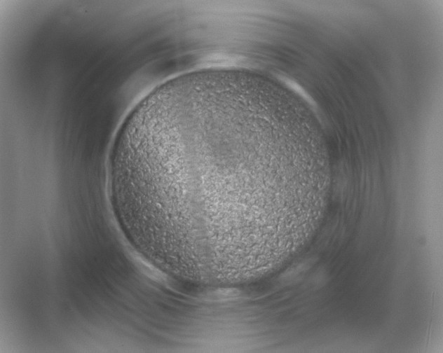 X0000068721467200605051420