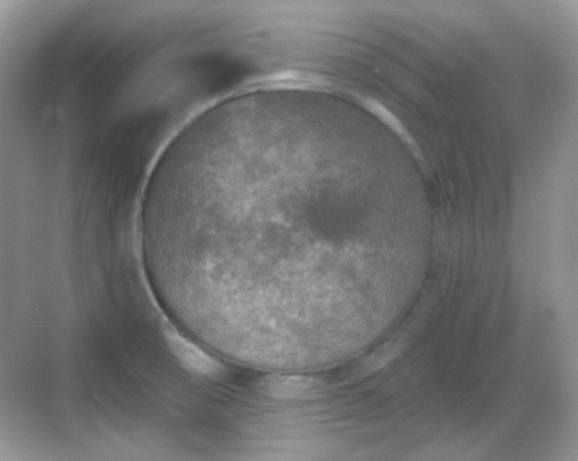 X0000068721474200605051420