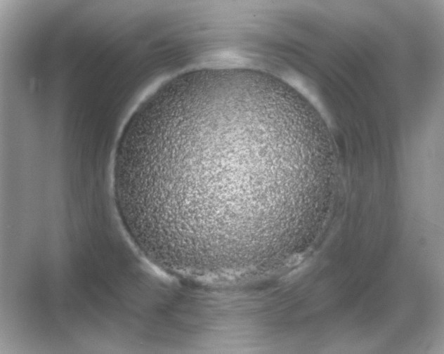 X0000068721477200605051420