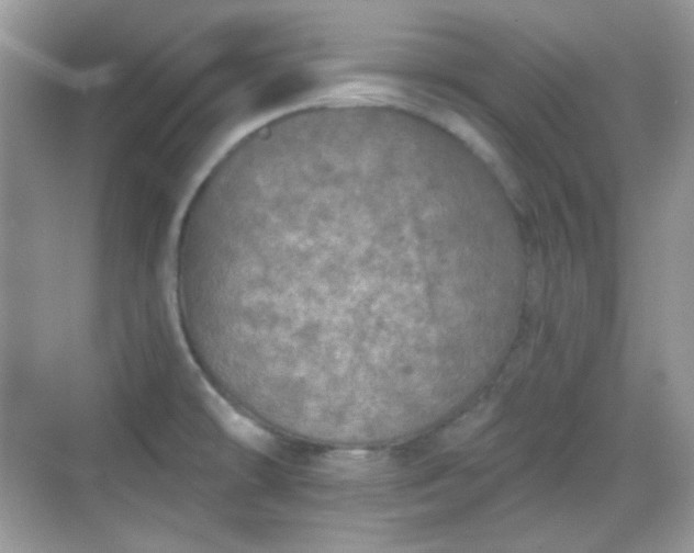 X0000068721478200605051420