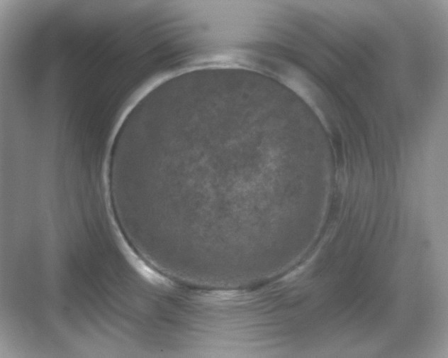 X0000068721482200605051420