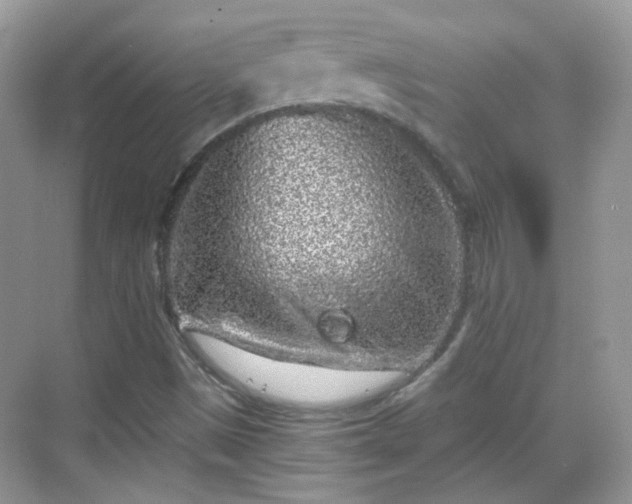 X0000068721497200605051419