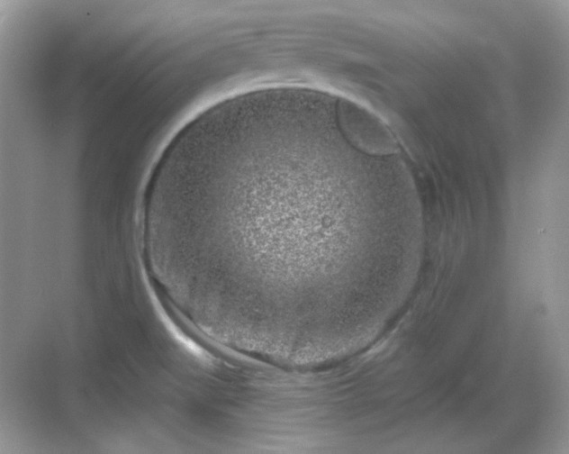 X0000068721519200605051420