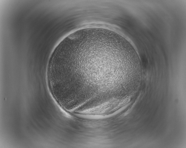 X0000068721533200605051420